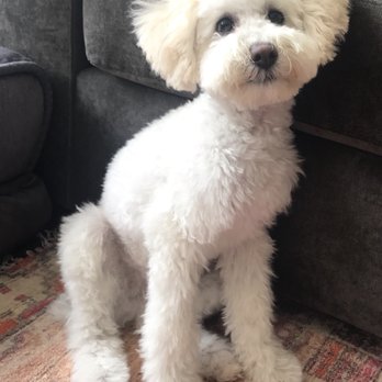 Charspets Mobile Grooming - After - Pet Groomers Near Me