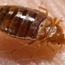 Z-Best Pest Control, Inc - Ohio is the number one state with bed bugs! Dayton and the Miami Valley is 11th city! Call 296-1001 for a free inspection!