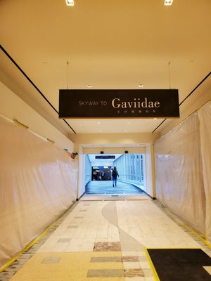 Gaviidae Common by null