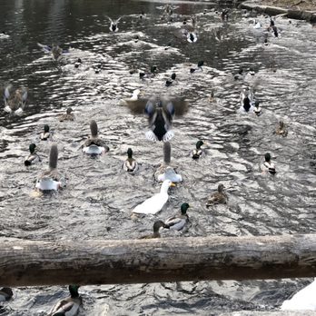 The 1761 Old Mill - The ducks and geese that are in the front pond - American Near Me - Westminster, Massachusetts