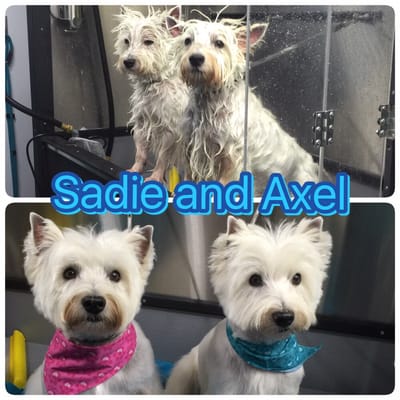 metrohound mobile pet spa