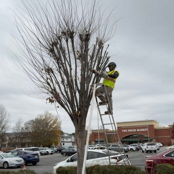 Triple A Tree Service - Tree Services Near Me - Greensboro, North Carolina Triple A Tree Service - Tree Services Near Me - Greensboro, North Carolina