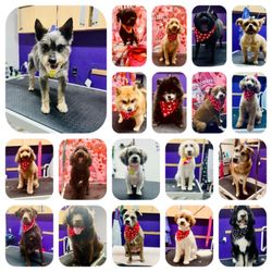 Doggies Gone Wild - 2025 is a great year here are some of our pups looking great and cleaned up for Valentines Day