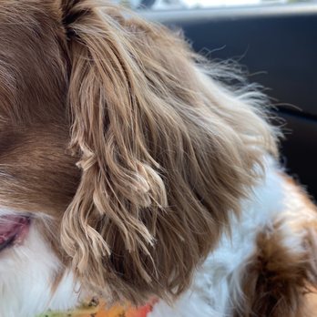 Doggie Grooming Styles - Pet Groomers Near Me - Los Gatos, California