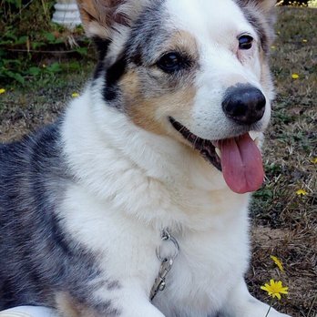 Aldergate - This was our first Corgi from Aldergate. Look at those ears! - Pet Services Near Me - Arcata, California