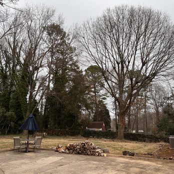 Cantaras Tree service - Before - Tree Services Near Me