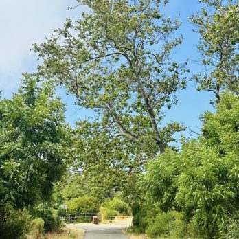 Sycamore Canyon Campground - Parks Near Me - Malibu, California Sycamore Canyon Campground - Parks Near Me - Malibu, California