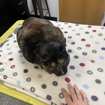 Elemental Veterinary Center and Pet Spa - Veterinarians Near Me - Columbus, Ohio Elemental Veterinary Center and Pet Spa - Veterinarians Near Me - Columbus, Ohio
