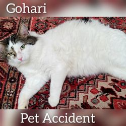 Gohari Oriental Rugs Service - Pet accident