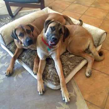 Olympic Dogs - Mila and Kaeda - Pet Breeders Near Me
