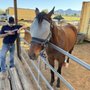 Photo of Sherwood Farrier Services
