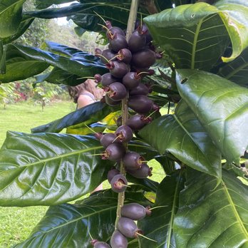 Hamakua Chocolate Farm - Chocolatiers & Shops Near Me - Papaikou, Hawaii Hamakua Chocolate Farm - Chocolatiers & Shops Near Me - Papaikou, Hawaii