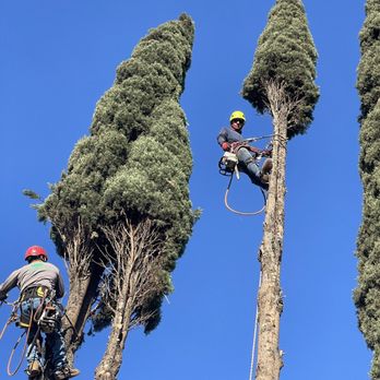 Oscar Madrid Tree Service - Tree Services Near Me Oscar Madrid Tree Service - Tree Services Near Me