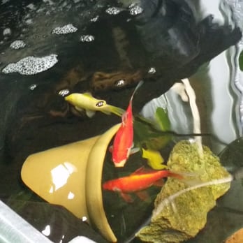 Eco Gro - Koi fish and a plecostomas the size of a grown man's forearm! - Nurseries & Gardening Near Me - Tucson, Arizona Eco Gro - Koi fish and a plecostomas the size of a grown man's forearm! - Nurseries & Gardening Near Me - Tucson, Arizona