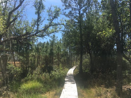 The Nature Conservancy's Disney Wilderness Preserve by null