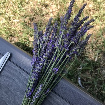 Pollywog Station Lavender Farm - Attraction Farms Near Me - Parker, Colorado Pollywog Station Lavender Farm - Attraction Farms Near Me - Parker, Colorado