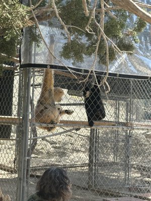 Gibbon Conservation Center by null