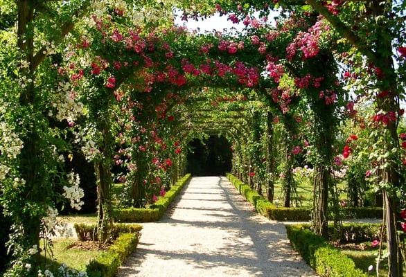 Parc Bagatelle - la Roseraie by null