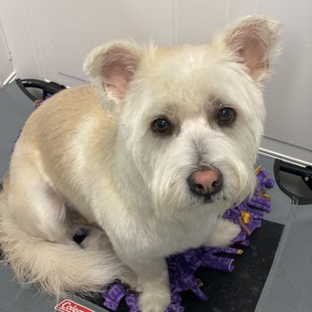 Pet Purrspective - The shiniest softest boy - Pet Groomers Near Me - Los Angeles, California Pet Purrspective - The shiniest softest boy - Pet Groomers Near Me - Los Angeles, California