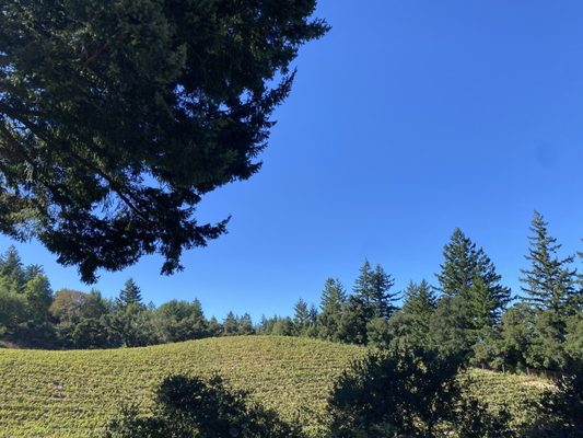 Thomas Fogarty Winery by null