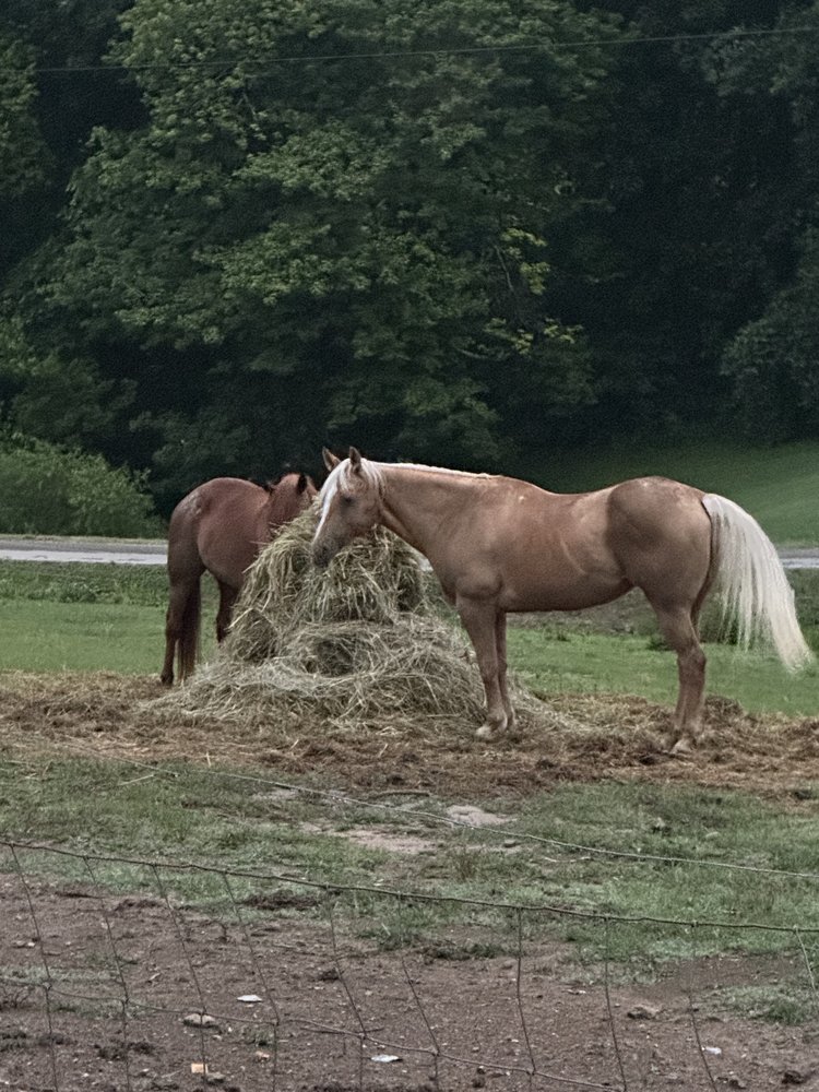 C&T Performance Horses - equestrian in Lafayette, TN