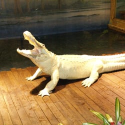 Gatorland - Leucistic alligator