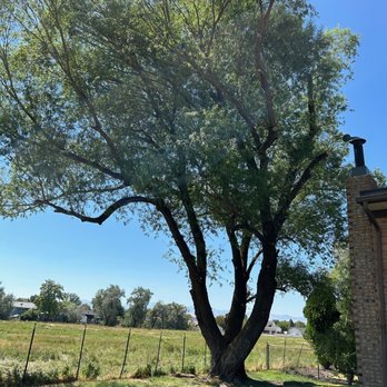 Supreme Tree Experts Utah - This is the willow three after. - Tree Services Near Me Supreme Tree Experts Utah - This is the willow three after. - Tree Services Near Me