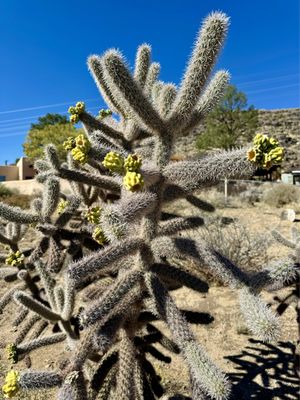 Petroglyph National Monument by null