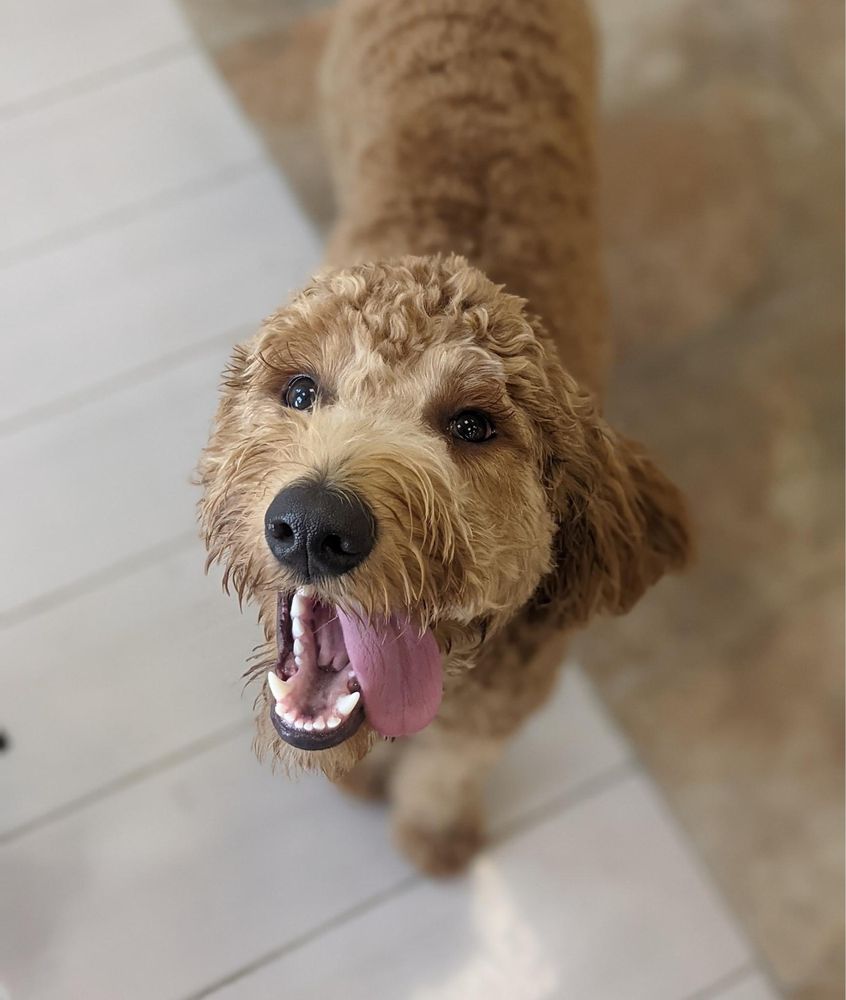 EVERYTHING DOG CANTON Updated September 2024 32 Photos & 12