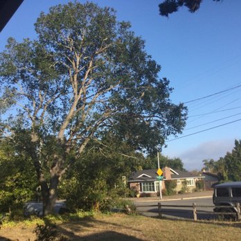 Pacific Coast Tree Service - Tree Services Near Me - Salinas, California Pacific Coast Tree Service - Tree Services Near Me - Salinas, California