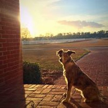 North Georgia Pet Cremations - Pet Cremation Services Near Me North Georgia Pet Cremations - Pet Cremation Services Near Me
