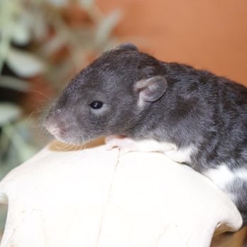 Reno Rats - Pet Breeders Near Me Reno Rats - Pet Breeders Near Me