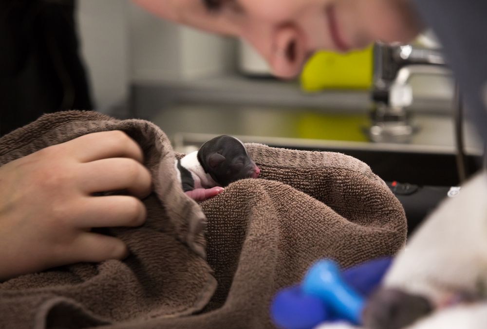 ANIMAL EMERGENCY CLINIC OF THE FRASER VALLEY Updated September 2024