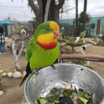 Free Flight - Sparkie - Animal Shelters Near Me - Del Mar, California Free Flight - Sparkie - Animal Shelters Near Me - Del Mar, California