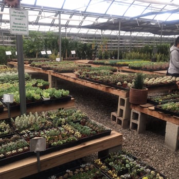 OC Succulents - Succulents galore! - Nurseries & Gardening Near Me - Irvine, California