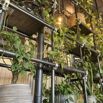 Spirit Elephant - Plant wall - Vegan Near Me - Winnetka, Illinois Spirit Elephant - Plant wall - Vegan Near Me - Winnetka, Illinois