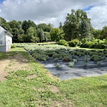 Lakeside Lavender and Herbs - Lavender field - Attraction Farms Near Me - La Porte, Indiana