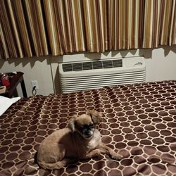 Motel Garberville - My Puppy matches the Room. You can tell everything was new. Very Nice