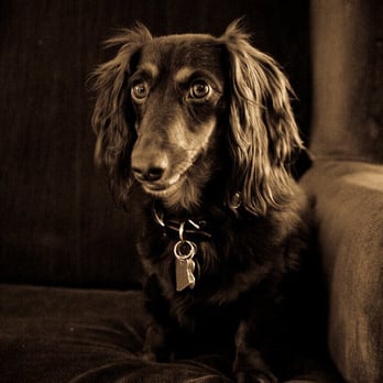 Scratch and Sniff Photography - Pet Services Near Me Scratch and Sniff Photography - Pet Services Near Me