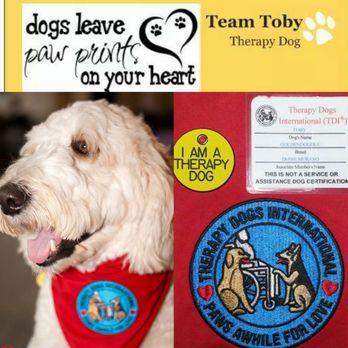 American Goldendoodle - Pet Breeders Near Me
