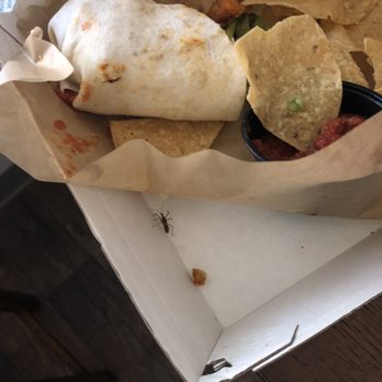 Buffalo Wild Wings - Live spider inside my chicken wrap. - Chicken Wings Near Me - Chico, California Buffalo Wild Wings - Live spider inside my chicken wrap. - Chicken Wings Near Me - Chico, California