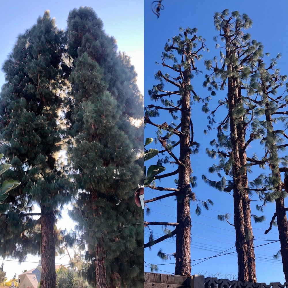 Jimmie's Tree Company - Before and After - major haircut for our 100ft Ponderosa Pines - Tree Services Near Me Jimmie's Tree Company - Before and After - major haircut for our 100ft Ponderosa Pines - Tree Services Near Me