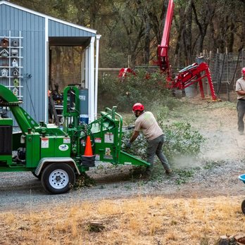 Capital Arborists Inc - a man cutting a tree - Tree Services Near Me Capital Arborists Inc - a man cutting a tree - Tree Services Near Me