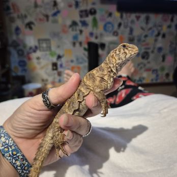 Backwater Reptiles - Tank - Reptile Shops Near Me - Rocklin, California Backwater Reptiles - Tank - Reptile Shops Near Me - Rocklin, California