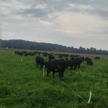 New York Beef Co - a herd of cows grazing in a field - Meat Shops Near Me - Poughkeepsie, New York New York Beef Co - a herd of cows grazing in a field - Meat Shops Near Me - Poughkeepsie, New York