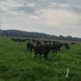 Photo of New York Beef Co