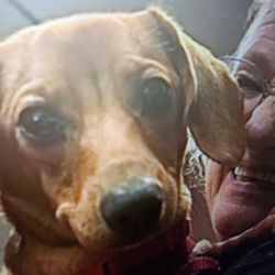 NH Dazzling Dachshund Inspirations