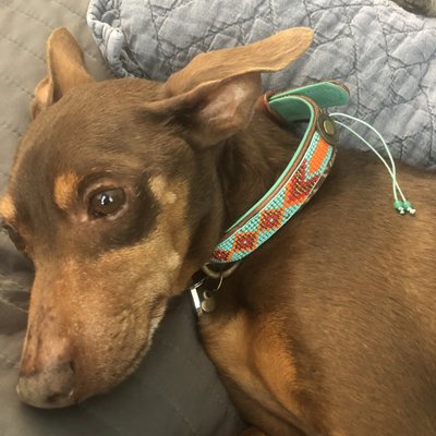 bruno's dog & cat boutique