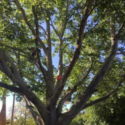 A Cut Above Tree Service