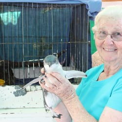 SPCA BirdWing Centre - Sylvia and her favourite little penguin